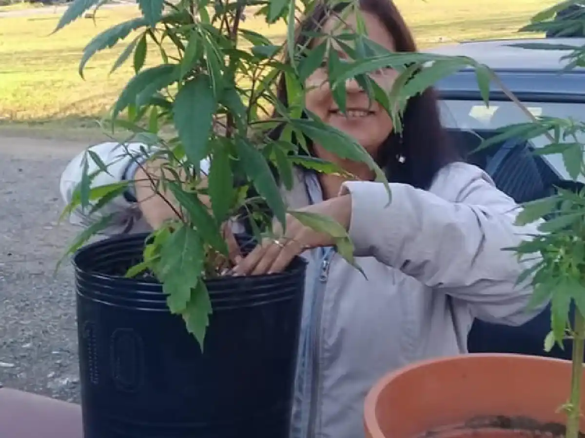 La Justicia ordenó que restituyan plantas de cannabis a una mujer que elaboraba aceite para su nieto