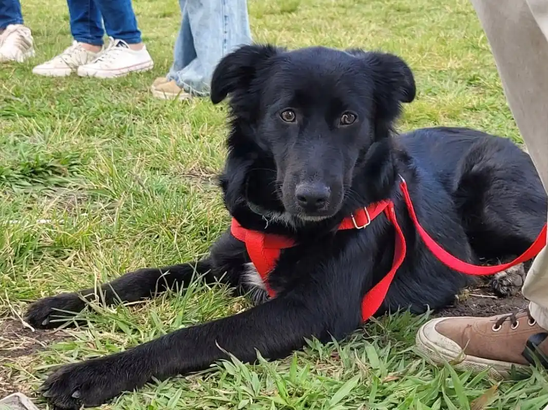 Dieron a conocer el cronograma de castraciones gratuitas para la semana del 11 de noviembre
