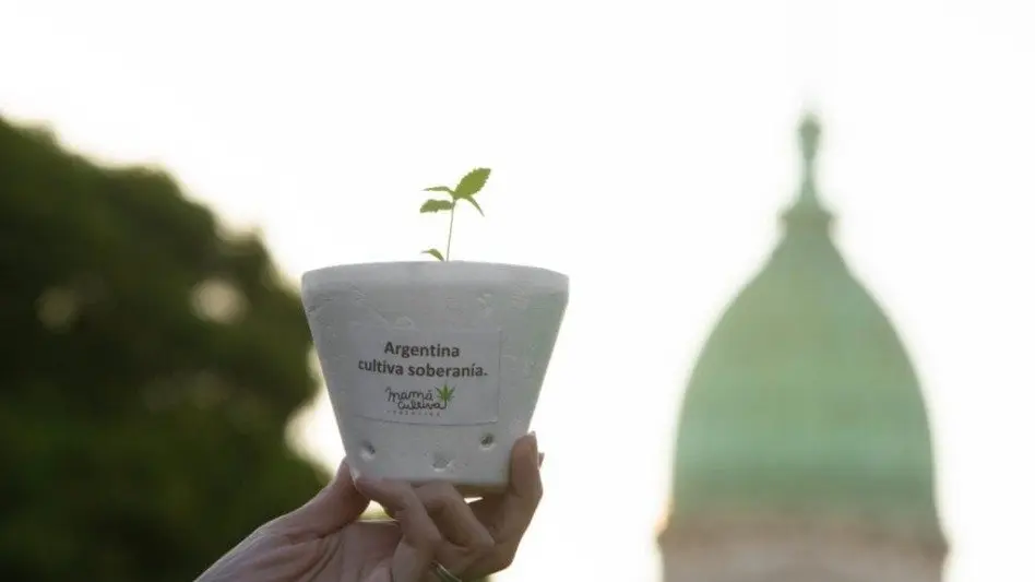 Mamá Cultiva: "Tenemos niños con discapacidades y vimos en el cannabis la solución"
