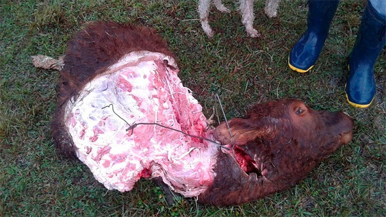 Productor entrerriano se llevó una desagradable sorpresa