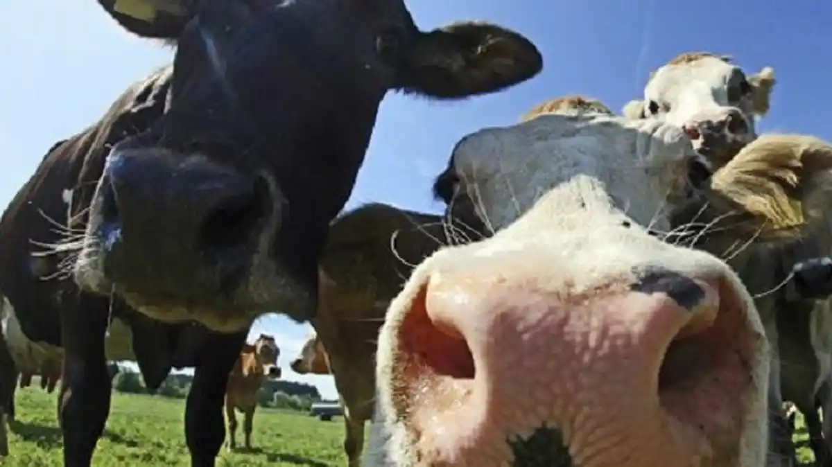 Sin alambrados y guiadas por IA