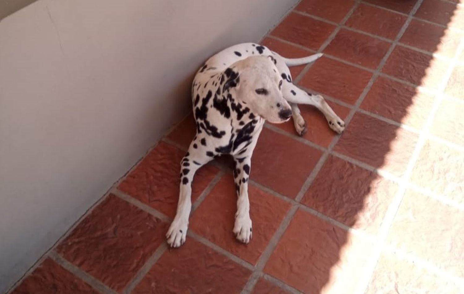 Buscan a los dueños de dos perros que aparecieron en Tandil Golf Club.