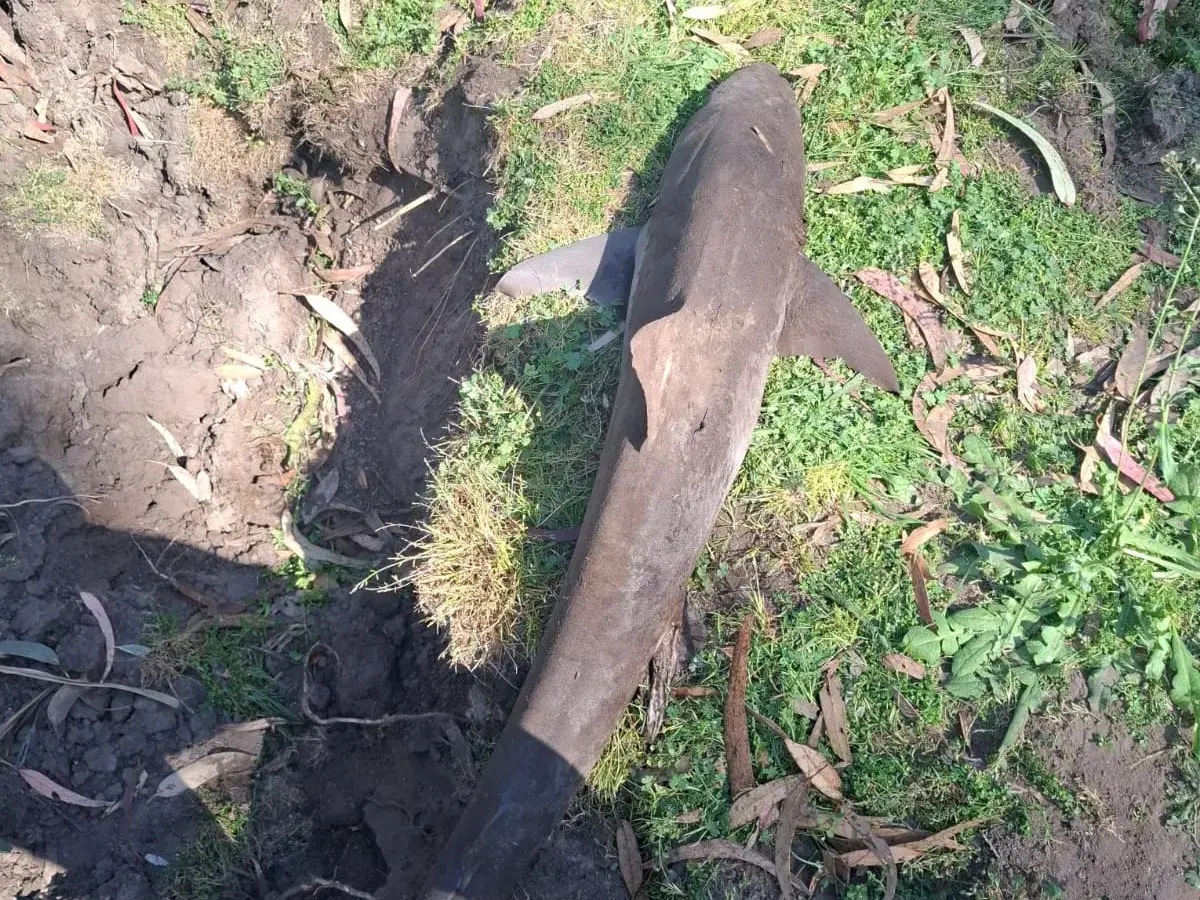 Apareció un tiburón muerto en el río Quequén tras haber sido visto nadando en la zona