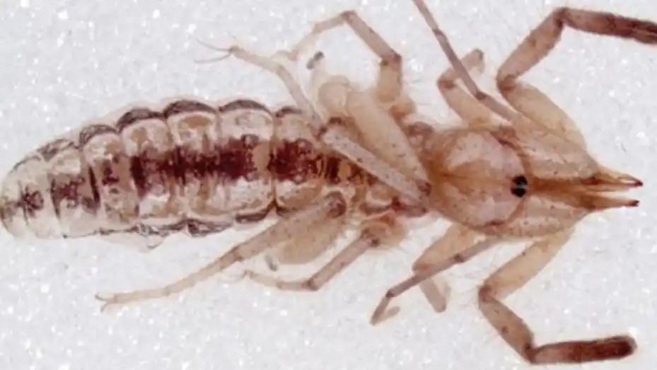 Descubrieron a una nueva especie de "araña camello" que come carne humana