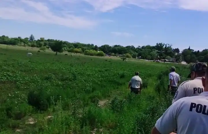 Morreres robo vaca 004