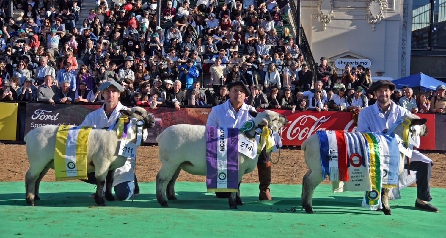 Por primera vez, la raza Hampshire Down juró en la pista central de Palermo en su edición 2024. Foto: Campolitoral