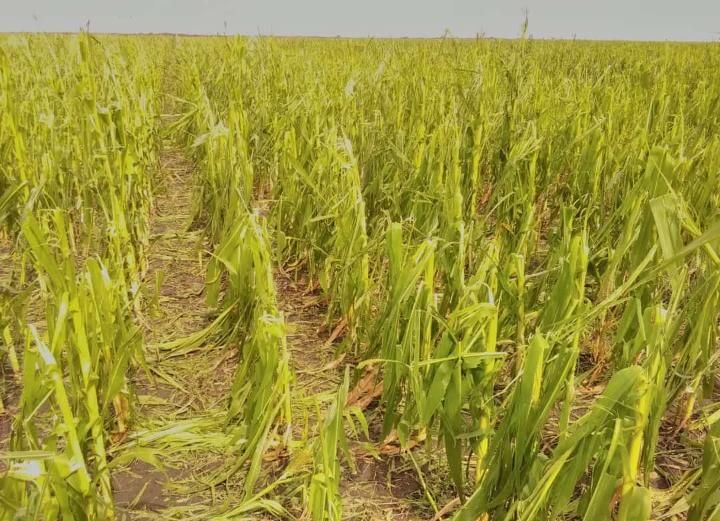 Mariela Gallinger, la productora que perdió gran parte de su trigo y soja por el granizo