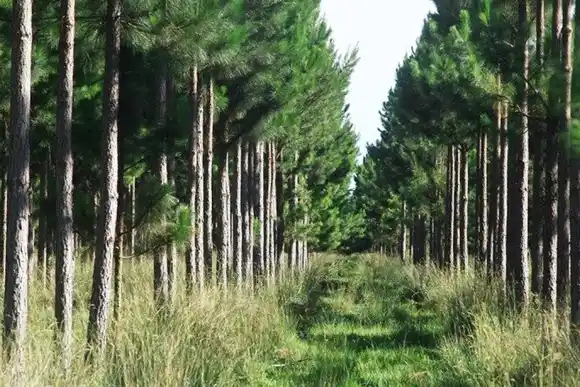 Sistemas silvopastoriles mitigan de gran modo el daño de la sequía