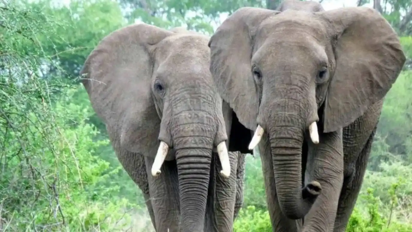 Un elefante reconoció al veterinario que le salvó la vida hace 12 años