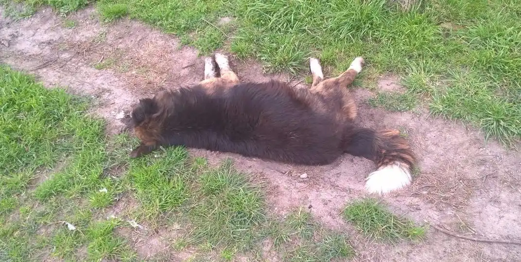 Convocan una marcha en repudio al envenenamiento de perros