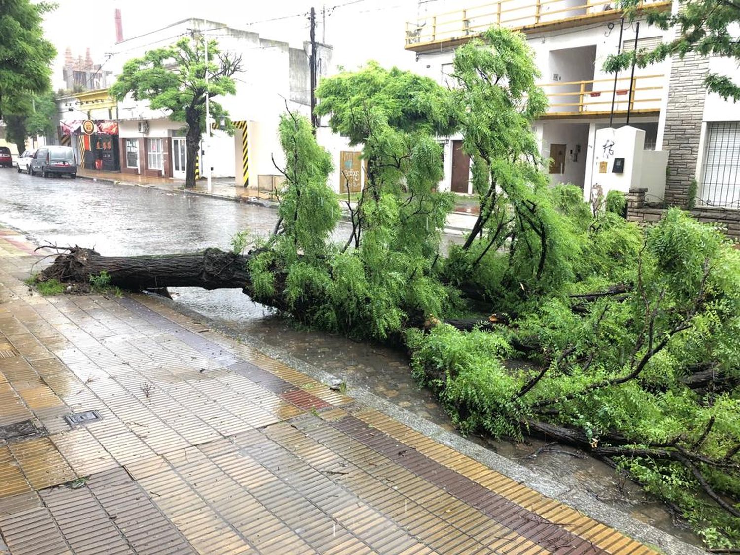 Árbol caído en Chacabuco al 600