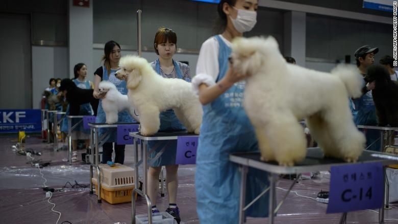 En Corea del Sur ya no se comen a los perros