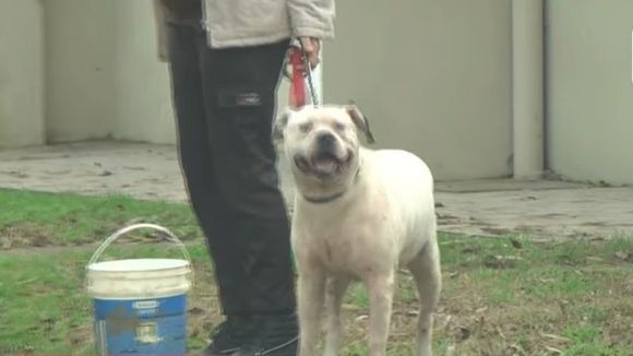 Tragedia en Santa Teresita: una mujer murió tras ser atacada por su perro Dogo Argentino