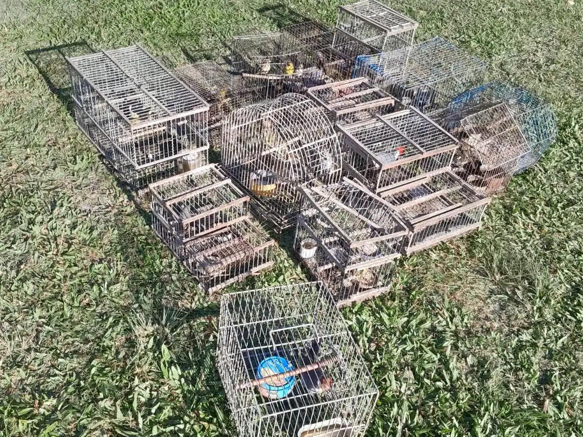 Liberaron aves silvestres y destruyeron jaulas tras allanamientos en Concordia