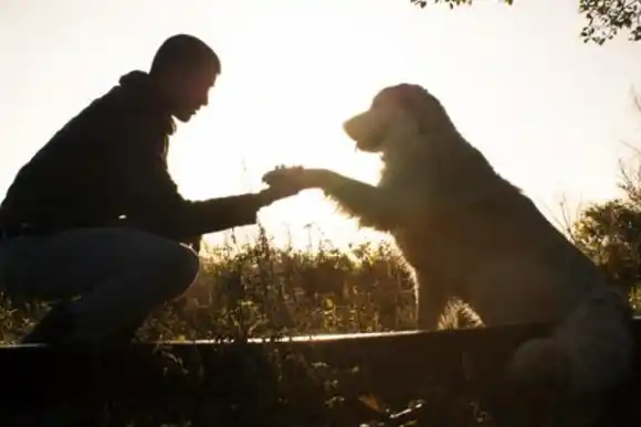 Día mundial del perro: el mejor amigo del hombre