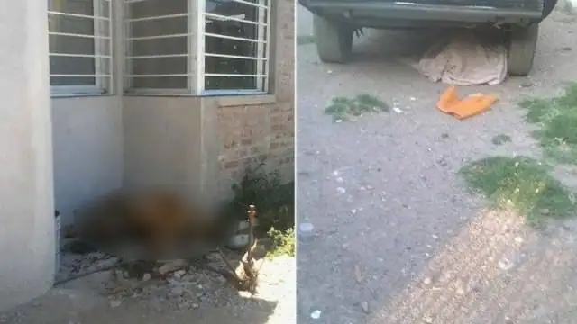 Crueldad extrema: se fueron de vacaciones y dejaron morir a sus perros