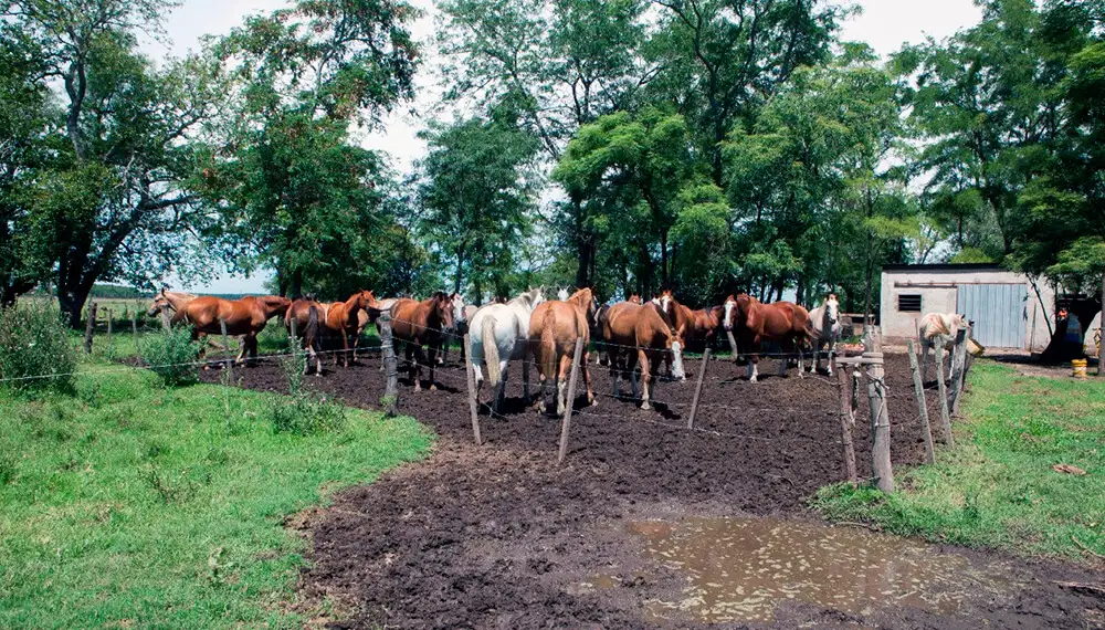 Confirmaron casi 60 casos de Anemia Infecciosa Equina entre el norte bonaerense y sur de Santa Fe