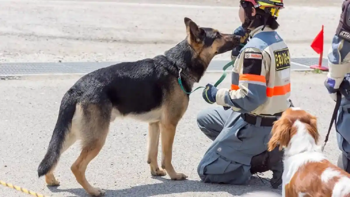 CONOZCA LA HISTORIA de Elsa y Jennifer, las perras rescatistas que ubican víctimas en Japón (+FOTOS)