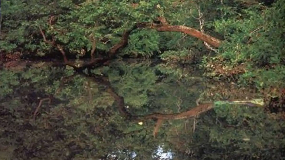Madre adolescente lanzó a bebé recién nacido a un bosque y fue víctima de animales salvajes