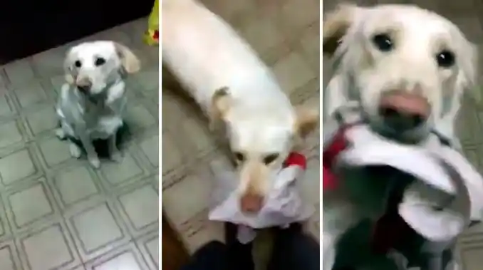 Les va a gustar hasta a los bosteros: "Pepper", el perro hincha de River 