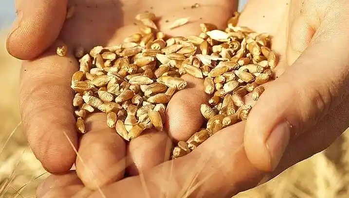 Brasil implementa precio sostén para el trigo de Rio Grande do Sul