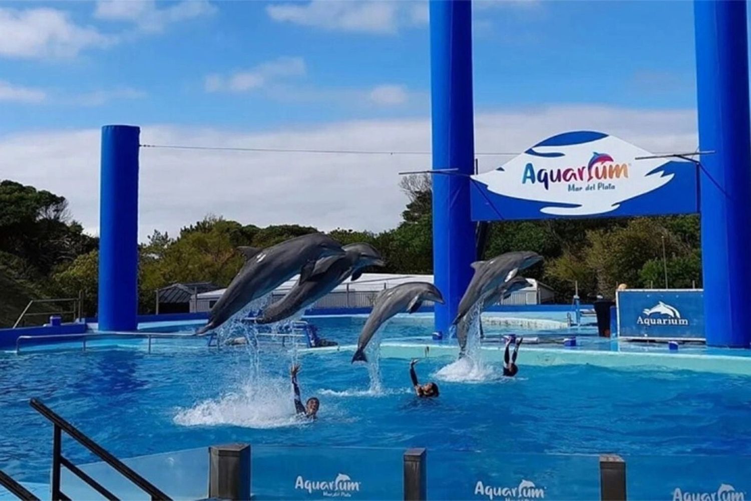 A dónde van los delfines