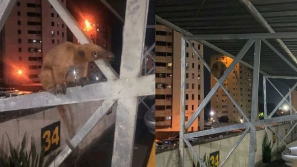¡No es solo tierra de naranjas dulces! Rescatan a otro OSO HORMIGUERO en zona residencial de Carabobo