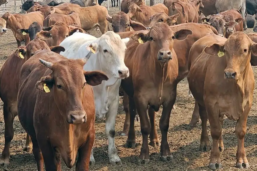 Campo Ganadería