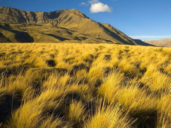 Pastizales y sabanas: la defensa natural del planeta contra la sequía