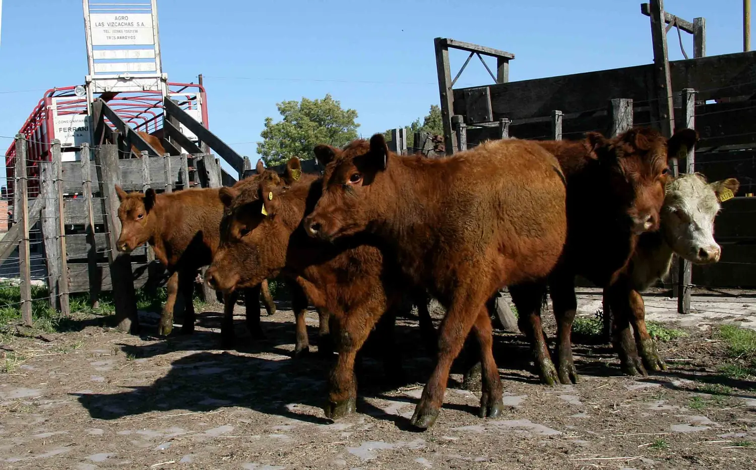 Nueva plataforma tecnológica para la visualización del movimiento de animales