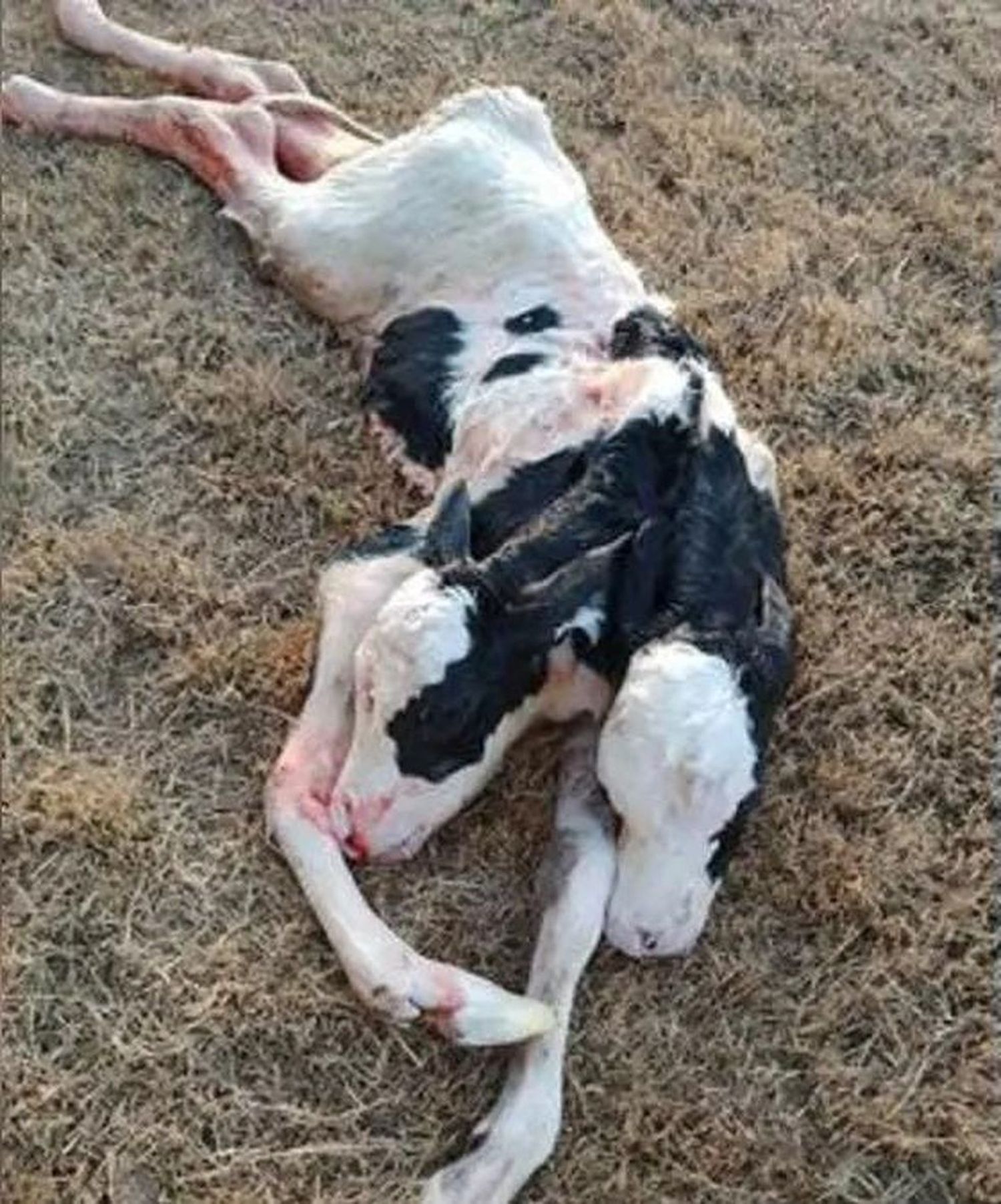 Nació un ternero con dos cabezas en un tambo cordobés