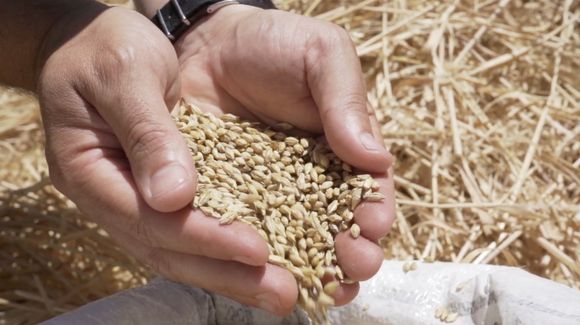 El maíz logra que le suba la espuma a la cebada forrajera