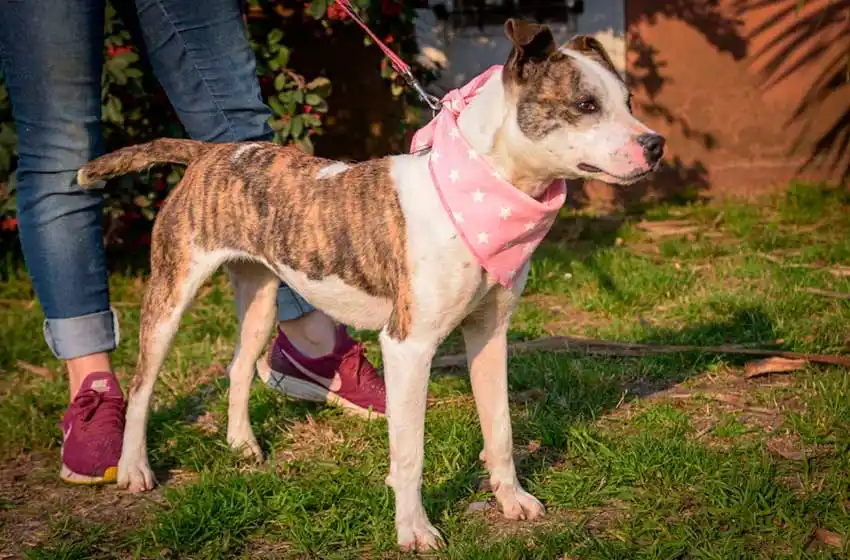 Para Zoonosis, mejoró la concientización sobre la tenencia responsable de mascotas