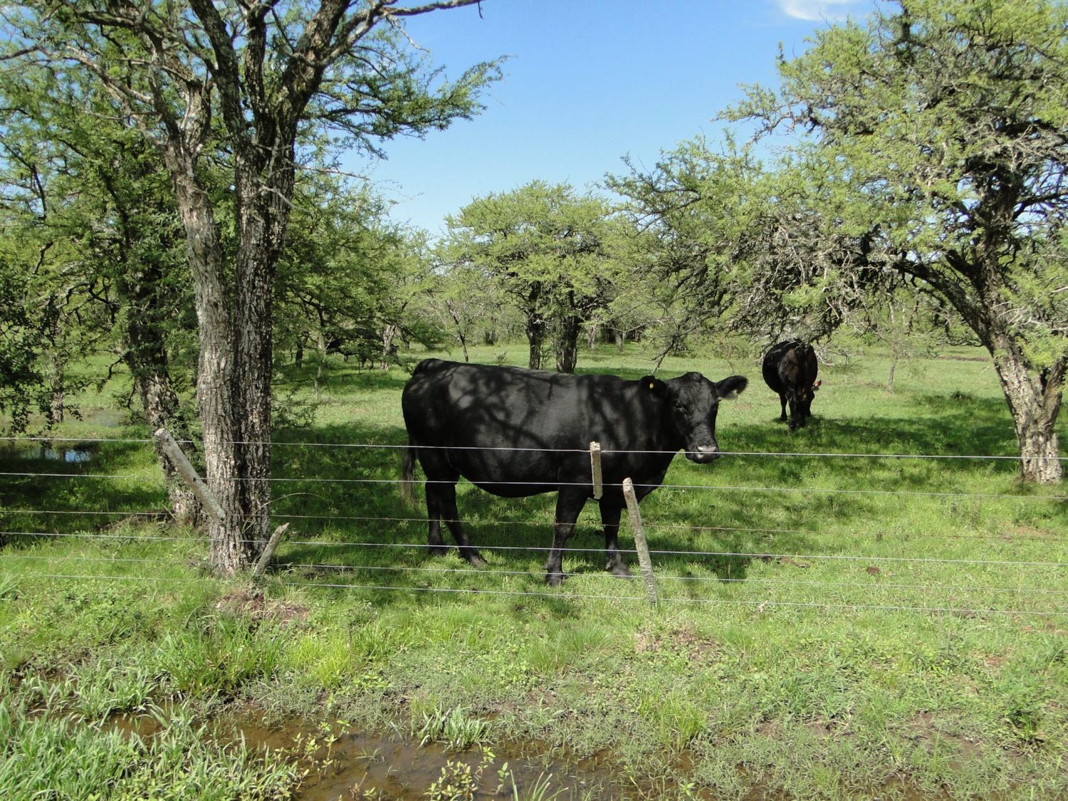 Un toro Angus es el primer bovino con Declaración Ambiental de Producto
