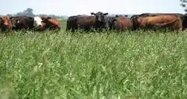 Un año ideal para fertilizar las pasturas