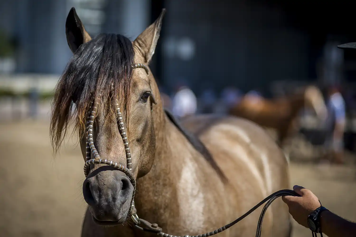 Brotes de alphavirus en equinos: Emergencia sanitaria declarada en varias provincias