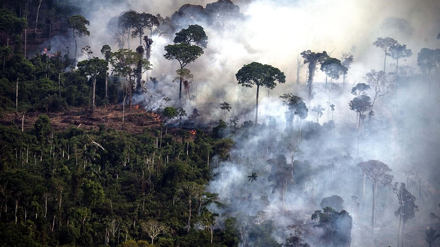 La deforestación en el Amazonas descendió un 66% en un año