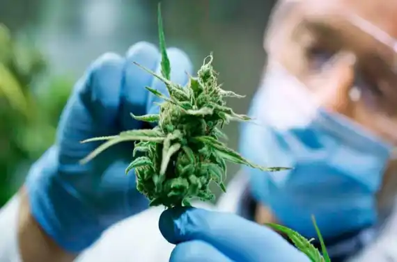Habrá un aceite de cannabis de producción nacional en todas las farmacias