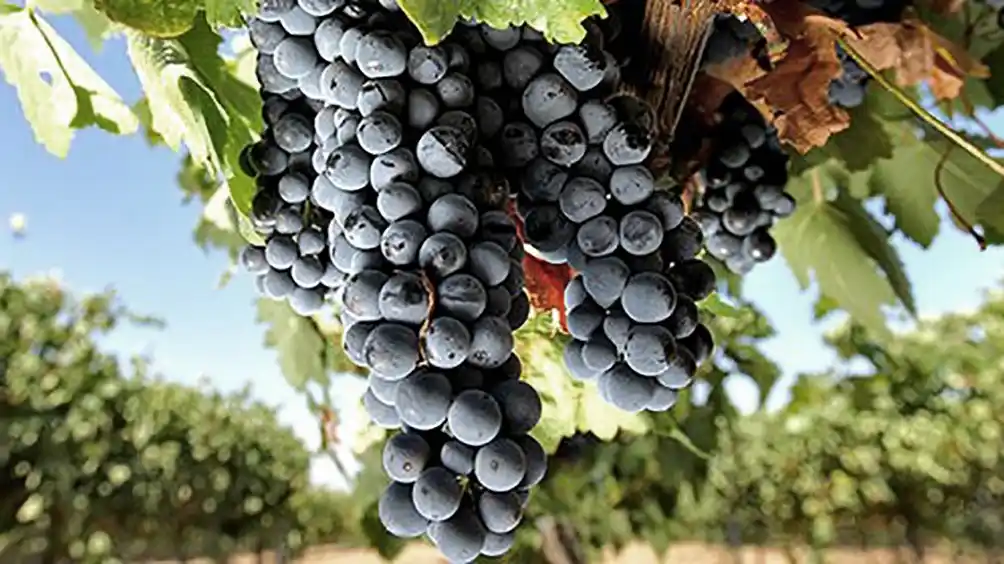El Cabernet Sauvignon, la cuarta cepa más importante del país con 14 mil hectáreas plantadas