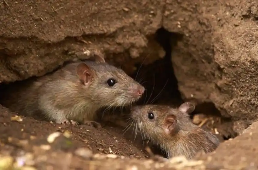 Alerta en la región por la muerte de una persona por hantavirus