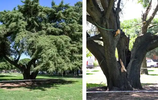 Tras exhaustiva evaluación: Se extraerá y reemplazará un ciprés de la calle Presidente Perón