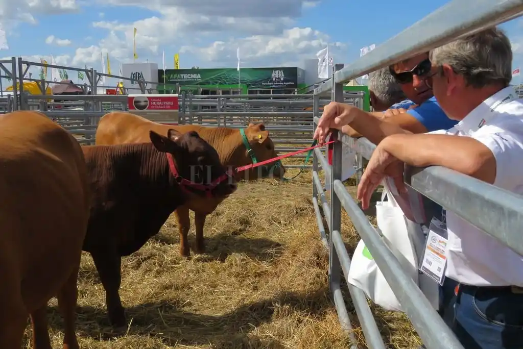 El ganado pisa fuerte en Expoagro