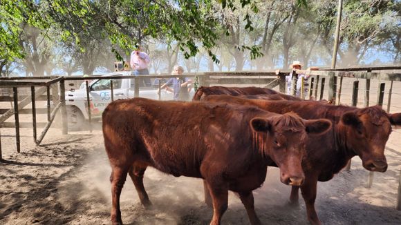 La Agrícola Ganadera vendió en San Cayetano a valores de mercado