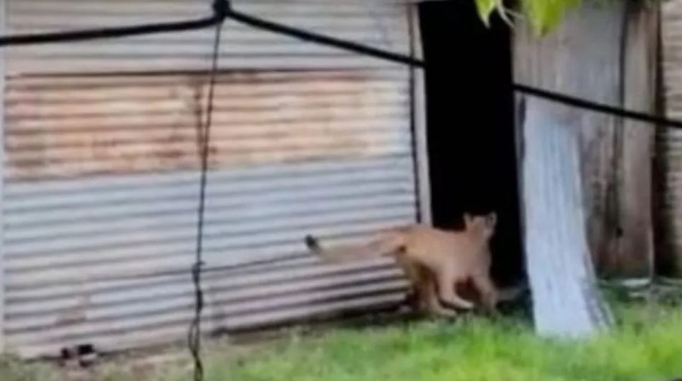 Llevaba a su hijo al colegio y se sorprendió al cruzarse con un puma suelto en el barrio