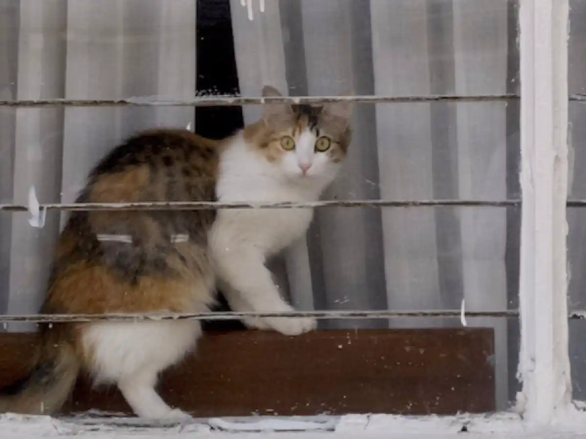 [Video] Usaban gatos para ingresar celulares a una cárcel de Costa Rica 