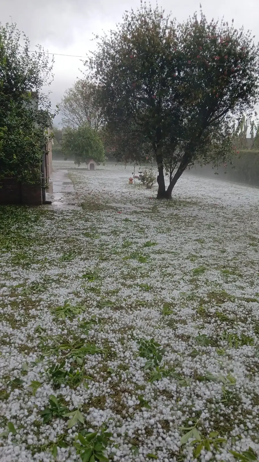 El granizo cubrió las calles de blanco: impresionantes imágenes del temporal en Ataliva - 2