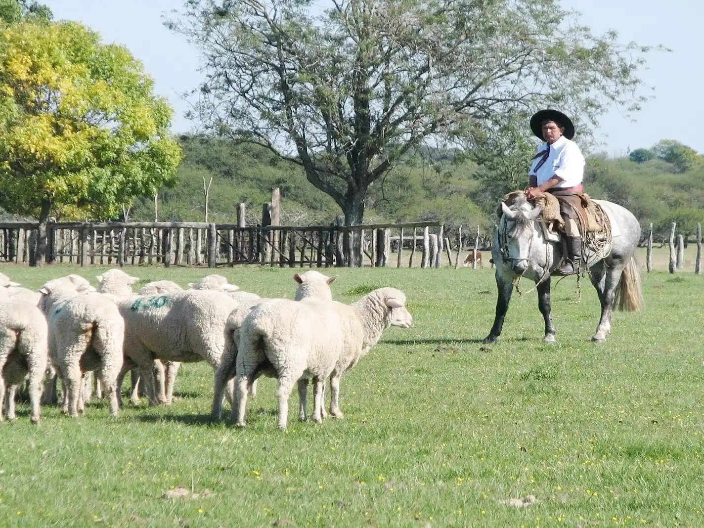 Efectivizan los primeros créditos para productores de cabras y ovejas