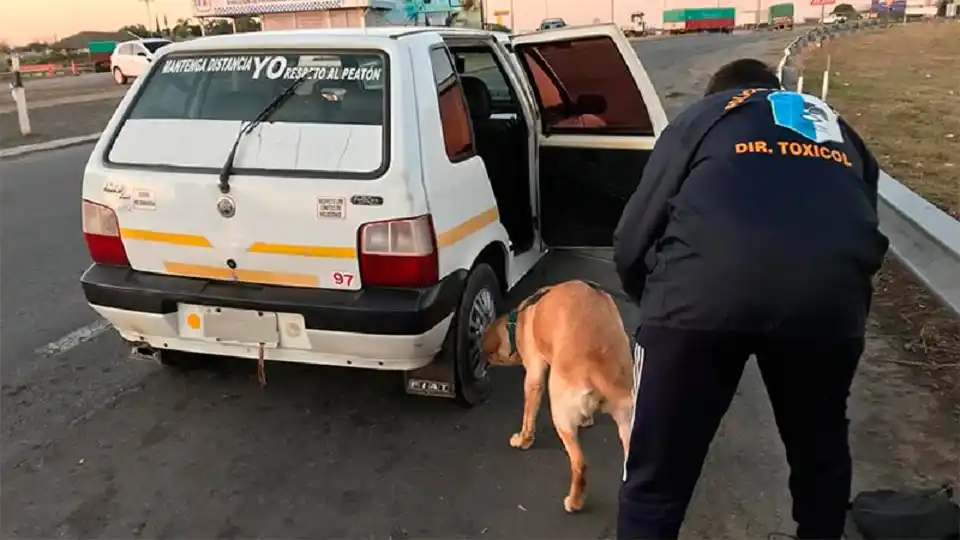 En un taxi llevaban cogollos de marihuana