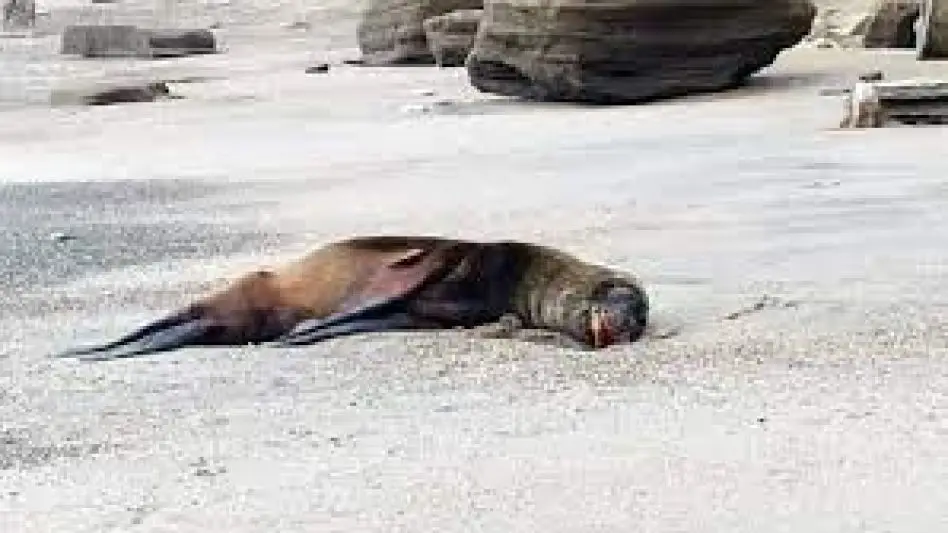Fundación Fauna Argentina: "En la ciudad ya hay 75 lobos marinos muertos"