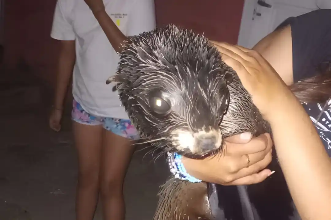 El lobo marino será preparado para volver a su hábitat.